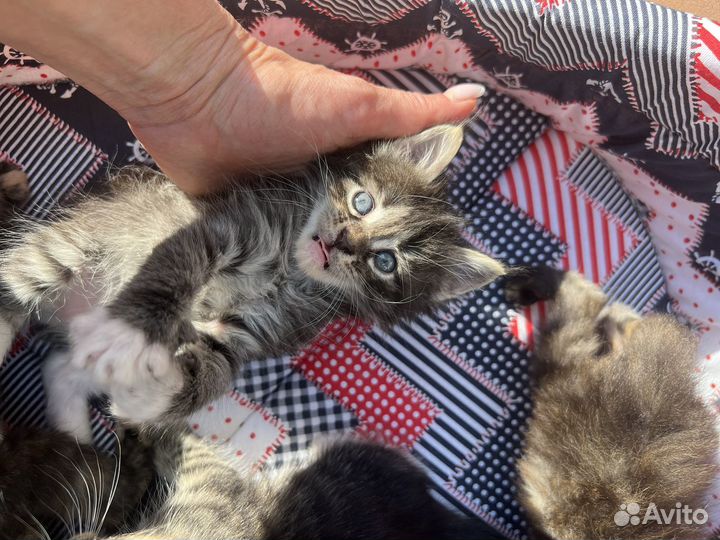 Котята мейкун