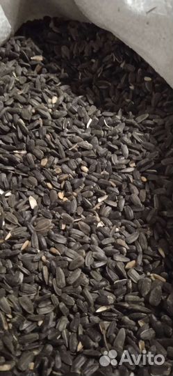 Семечки подсолнечника. Урожай 2022 года