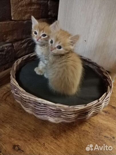 Лежанка и подвес для кошек