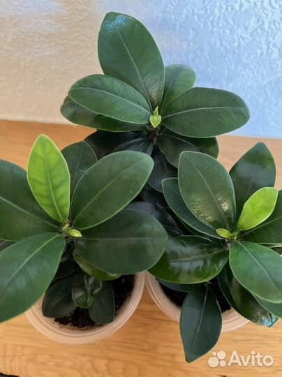 Фикусы Ретуза (микрокарпа ) компакта