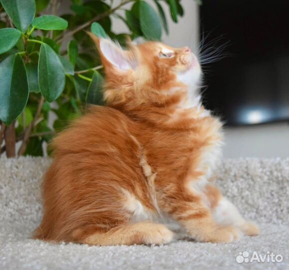 Котята Мейн Кун