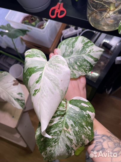 Монстера альба