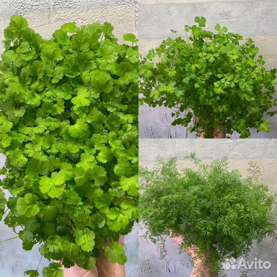 Микрозелень