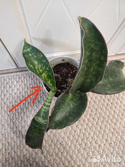 Сансевиерии Часть 3