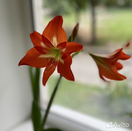 Гиппиаструм