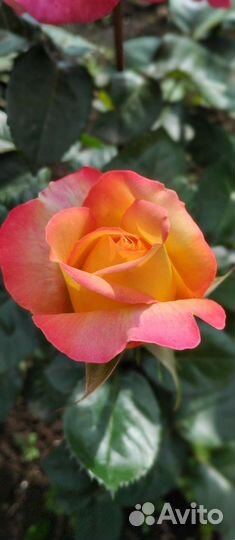 Букет роз, лилий