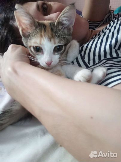 Кошки в добрые руки