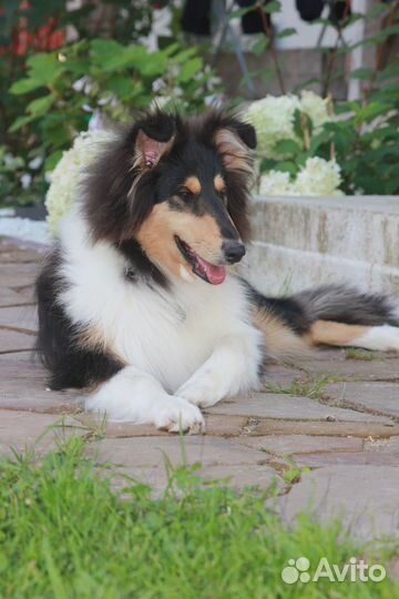 Щенок колли, кобель