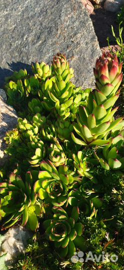 Каменная роза