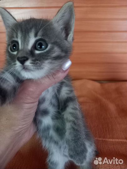 Отдам котят в добрые руки