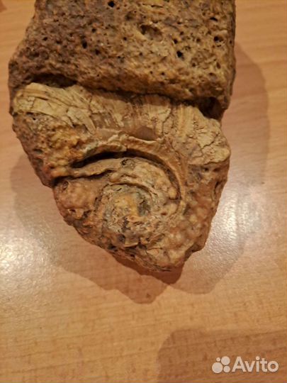 Камень с окаменелостью