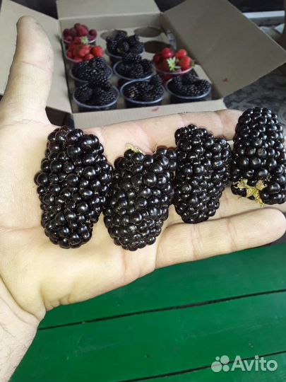 Саженцы Ежевика Малина Клубника