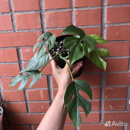 Рафидофора тетрасперма