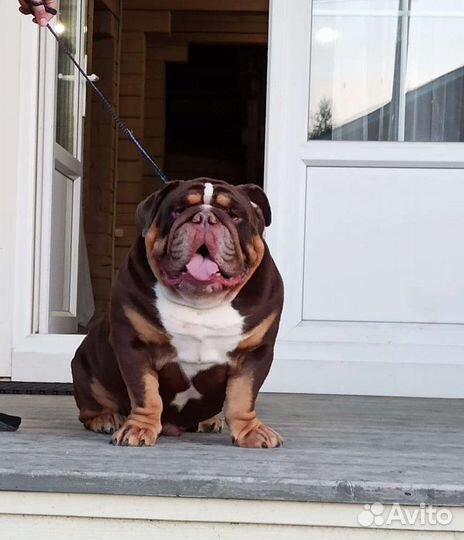 Английский бульдог