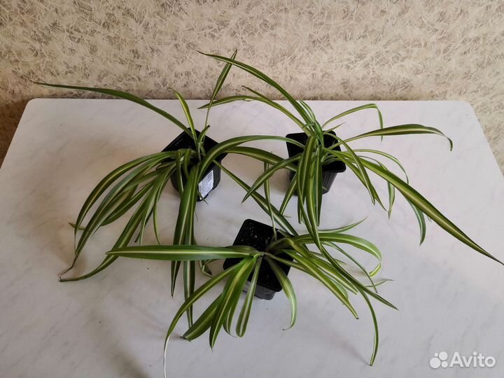 Комнатные цветы