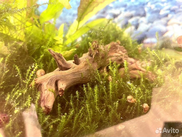 Аквариум с растениями и рыбками