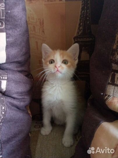 Кошка