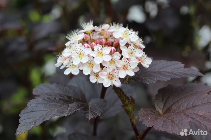 Саженцы Пузыреплодник калинолистный Диабло
