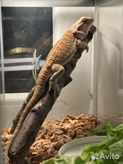 Бородатая агама,самец 5 мес