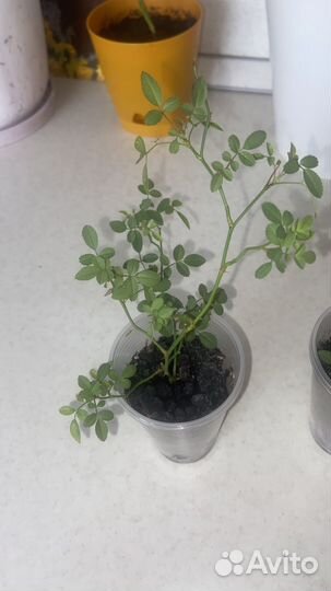 Мини - розa (комнaтнaя Роза)