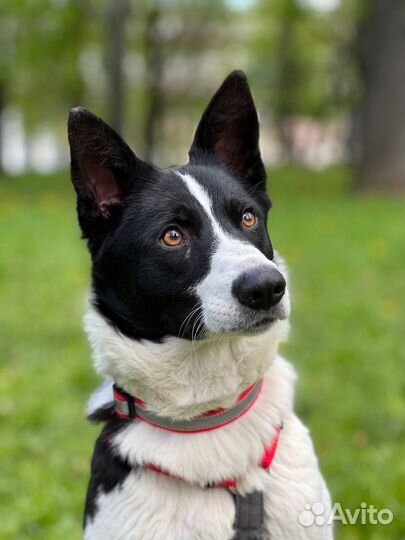 Собака из приюта ищет дом