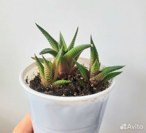 Суккуленты