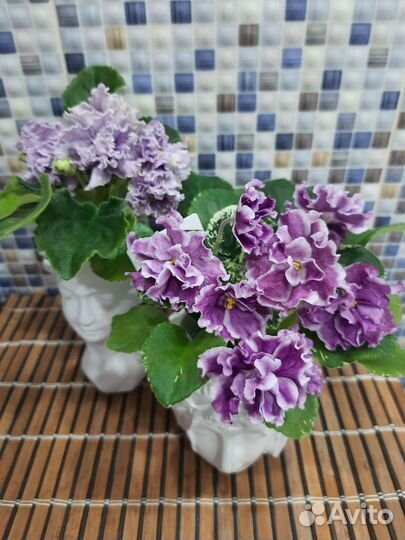 Фиалки сортовые,листы на срез