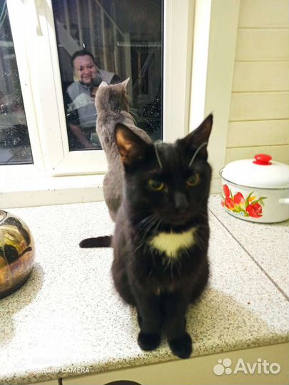 Котики - неразлучники