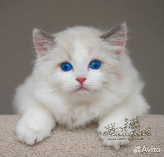 Рэгдолл котенок