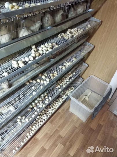 Перепелиная ферма