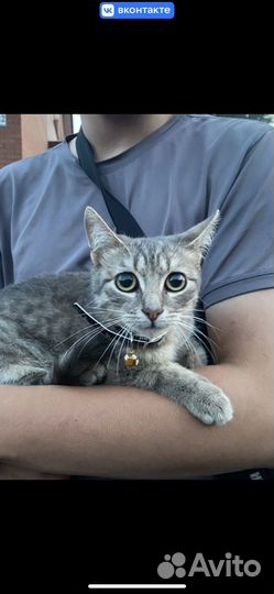 Котенок ищет дом