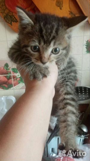 Котята в добрые руки мальчик 3 месяца