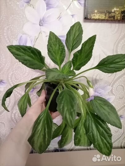 Комнатные растения / Хирита