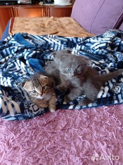 Отдаю бесплатно