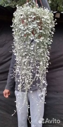 Гигантские ампельные растения в подвесном кашпо