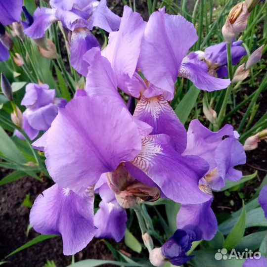 Ирисы