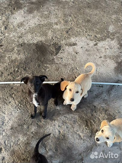 Щенки