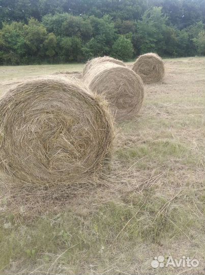 Сено луговое в тюках