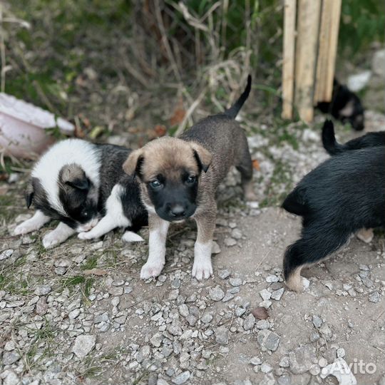 Щенки бесплатно