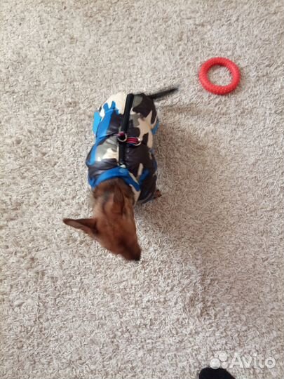 Одежда для собак