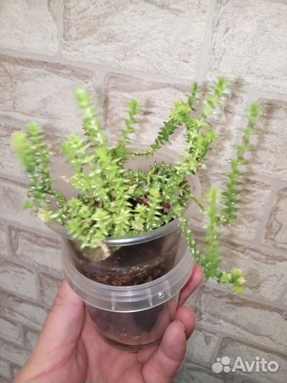 Крассула плауновидная