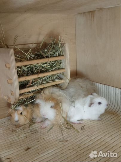 Морская свинка мерино вязка