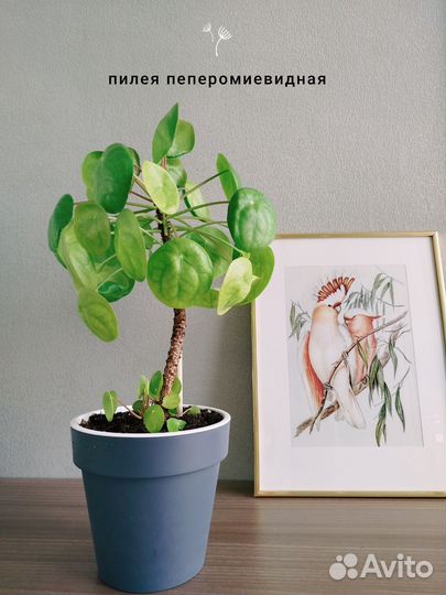 Пилея пеперомиевидная