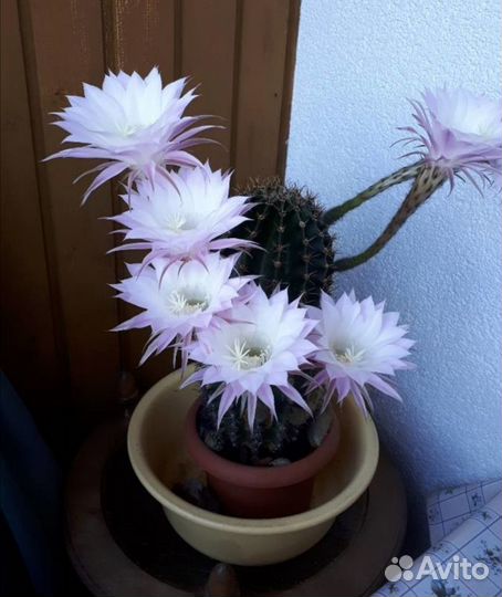 Большая детка кактуса Эхинопсис эрьец гибридн