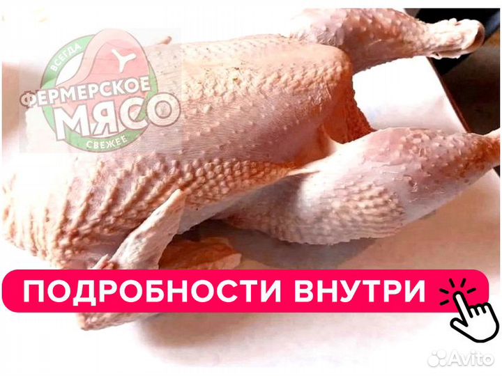 Курица