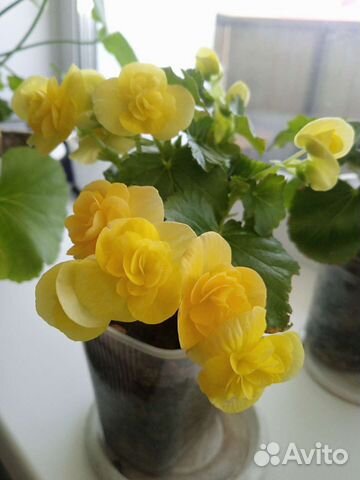 Бегония элатиор