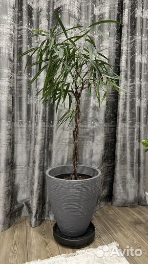 Фикусу Биннендийка Али