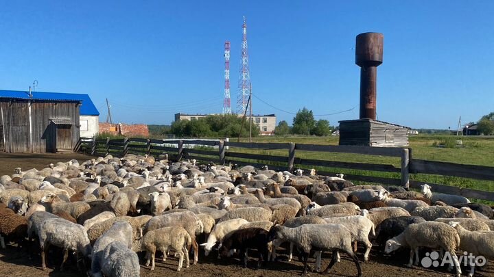 Баран дорпер, кутумский, ярки кутумские