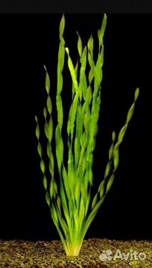 Аквариумные растения