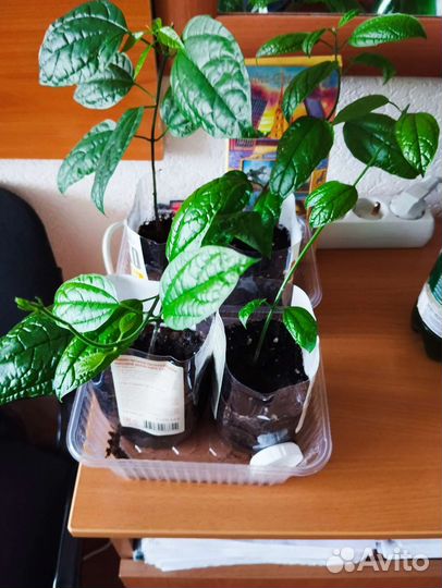 Клеродендрум укорененные черенки